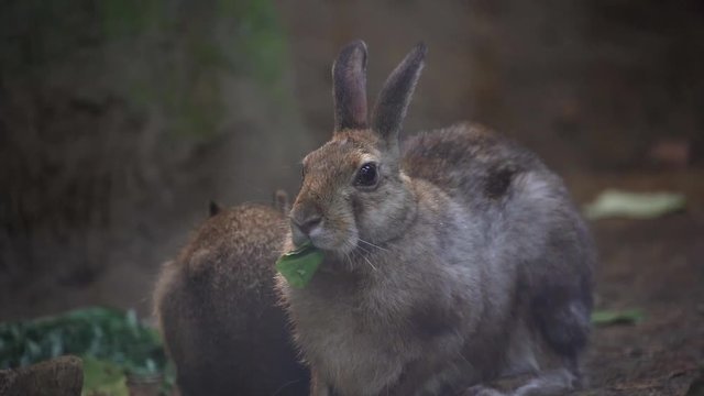 Japanease rabbit ( Lepus brachyurus) eating food　No.2　餌を食べる二ホンノウサギ