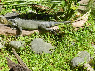Iguane Antillais