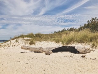 Fototapeta na wymiar Treibholz am Sandstrand