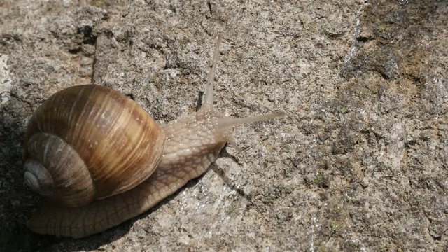 Helix pomatia escargot outdoor slow-mo moving 1080p FullHD footage - Slow motion Roman or Burgundy snail on the stone 1920X1080 HD video 
