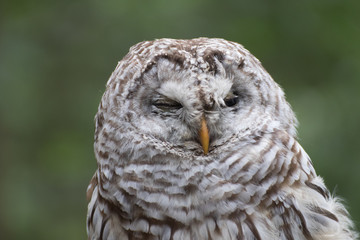 owl