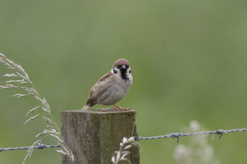 tree sparrow