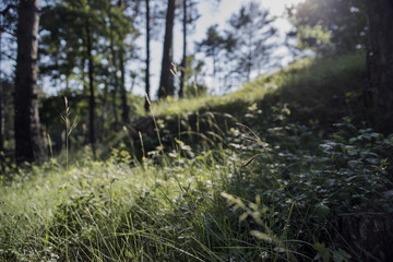 bosque des del suelo © colldavid