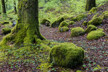 Beech Trees and moss in Spring
