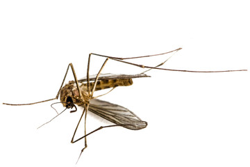 The dead mosquito,  isolated on white background