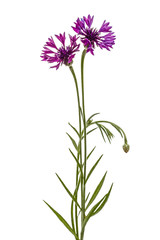 Fototapeta na wymiar Violet flower of cornflower, lat. Centaurea, isolated on white background