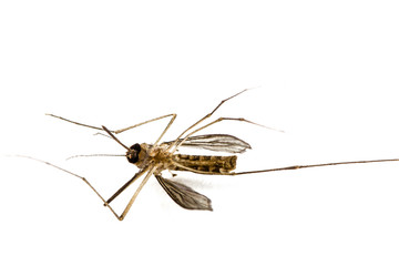 The dead mosquito,  isolated on white background