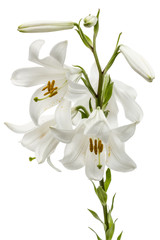 Flower of white lily, isolated on white background