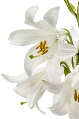 Flower of white lily, isolated on white background