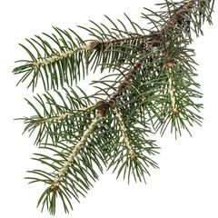 Spruce branch, isolated on white background