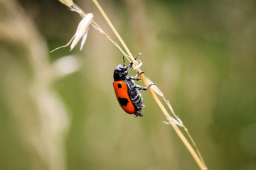Ameisensack-Käfer (Clytra laeviuscula) 