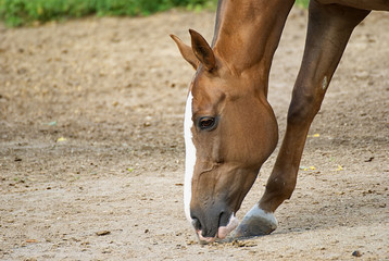 Brown horse on a field in summer 