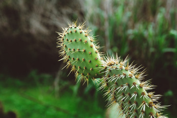 California Coast Palos Verdes Cactus 01