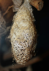 Pupa Di Morpho Peleides 2017