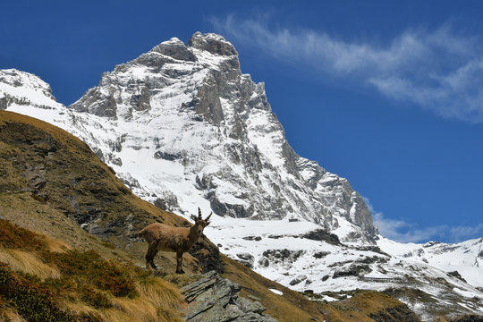 Ibex with Cervino (Matterhorn) on backgorund ,Valtournenche,Aosta Valley,Italy