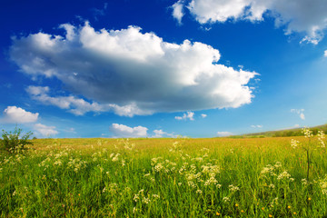 Wild flowers field and clouds.
