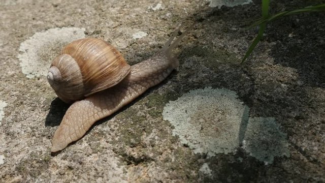 Big Roman or Burgundy snail slow motion 1080p FullHD footage - Helix pomatia escargot outdoor slow-mo moving 1920X1080 HD video 