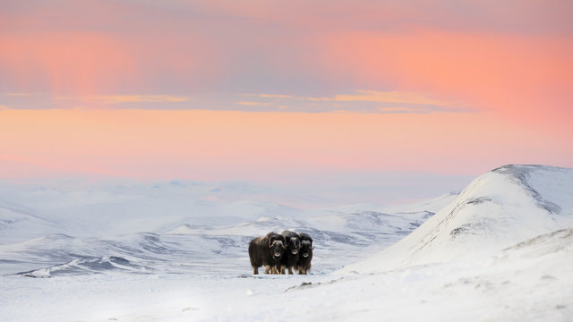 Muskox standing on snowy landscape at Dovrefjell National Park