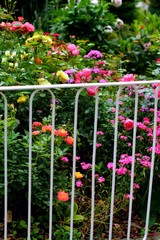 Rosarium behind white metal fence. Bright coloured roses in German garden.