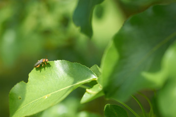 brown beetle sitting on leaf of a tree