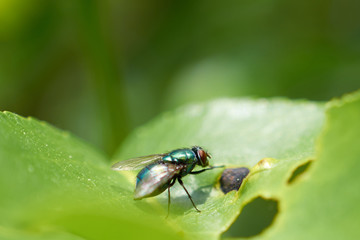 green fly sitting on leaf tree