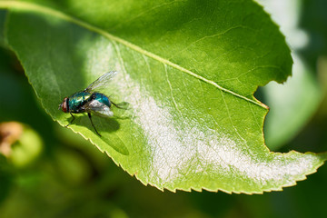 green fly sitting on leaf tree
