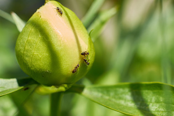 few ants crawling on Bud of white flower