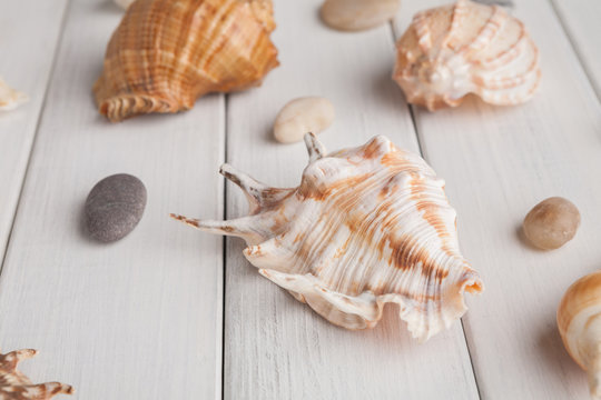 Seashells on white wood, sea vacation background