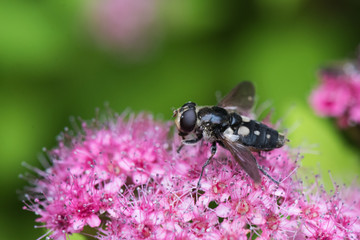 Big Eyed Fly