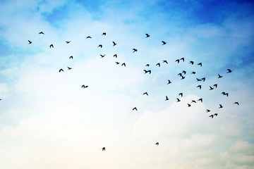 Fototapety  Latające ptaki w zachmurzonym niebie