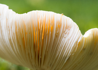 Mushroom Gills