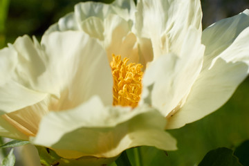 big flower with white petals and yellow center closeup