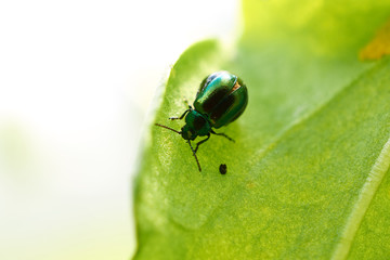 small emerald beetle sits on leaf tree