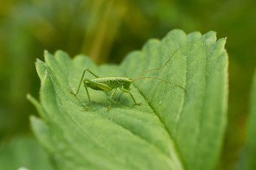 little green grasshopper sitting on sheet strawberry