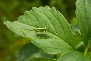Fototapeta premium little green grasshopper sitting on sheet strawberry