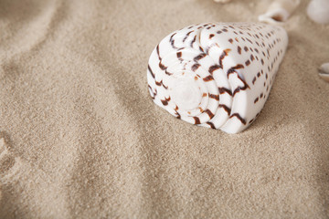 Sea beach sand and seashells background, natural seashore
