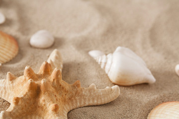 Fototapeta na wymiar Sea beach sand and seashells background, natural seashore stones and starfish