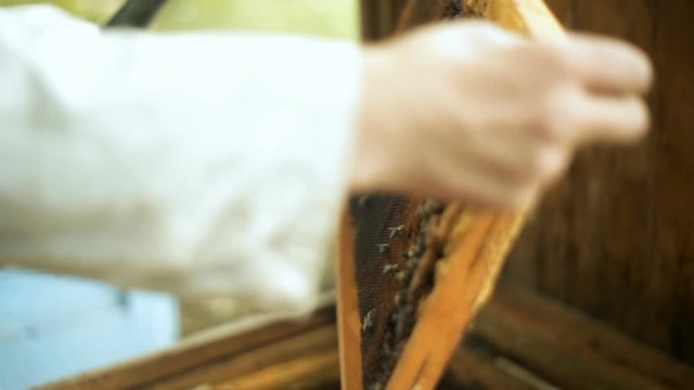A beekeeper hiver man, checks how the bees prepare honey, work, in an open beehive with wooden racks and waxen honeycombs. Pulls out the rack.