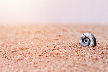 Snail shell on the sand by the water. The background. Sea, beach, summer
