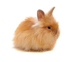 Beautiful brown rabbit toy with long and soft hair