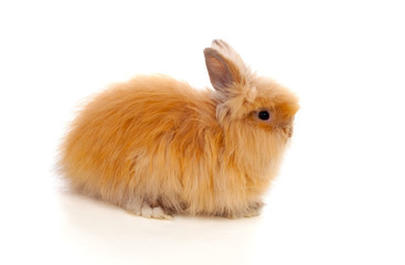 Fototapeta premium Beautiful brown rabbit toy with long and soft hair