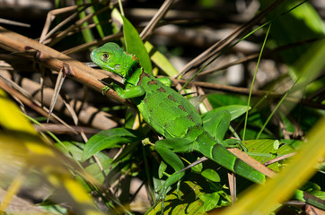 Green iguana (Iguana iguana)