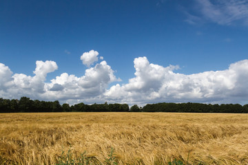 Landwirtschaft vor der Ernte - Das Korn muss rein