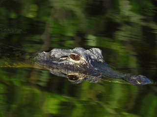 Alligator (Alligator mississippiensi)