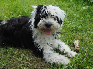 Tibetterrier, Welpe 4 Monate alt