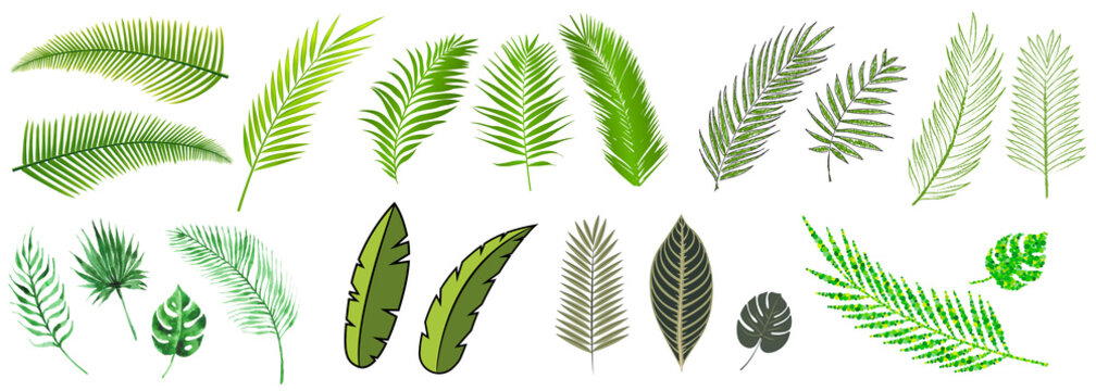 palm leaves compilation in many different styles