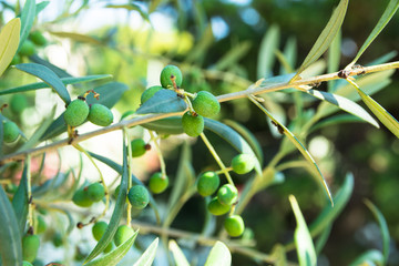 Close up of young olive tree branch with ripening fruits, sunlight, green foliage, soft colors, Spain, Italy, Greece, oil production