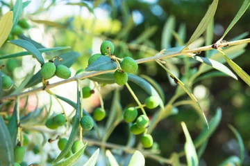 Foto auf Acrylglas Olivenbaum Close up of young olive tree branch with ripening fruits, sunlight, green foliage, soft colors, Spain, Italy, Greece, oil production