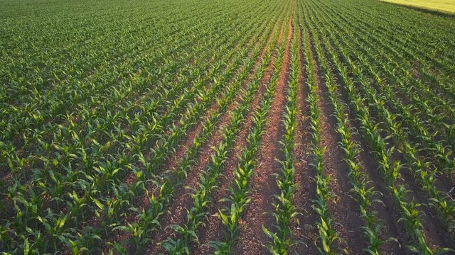 Aerial view of green corn crops field, maize landscape from drone point of view, slow motion