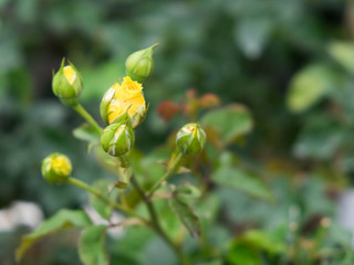 Naklejka na ściany i meble Yellow roses in the garden